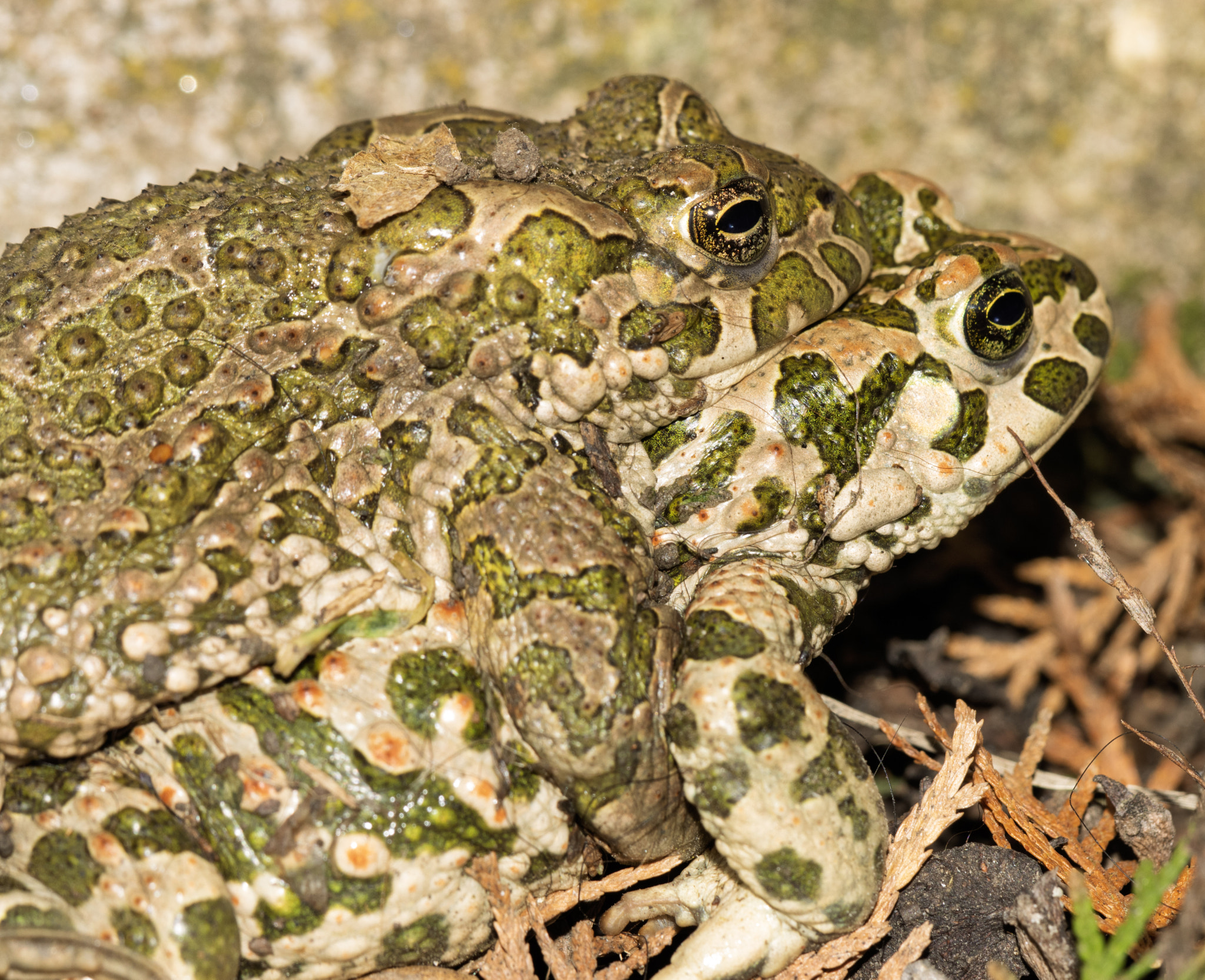 A pair of European Green Toads (Bufotes viridis) in amplexus