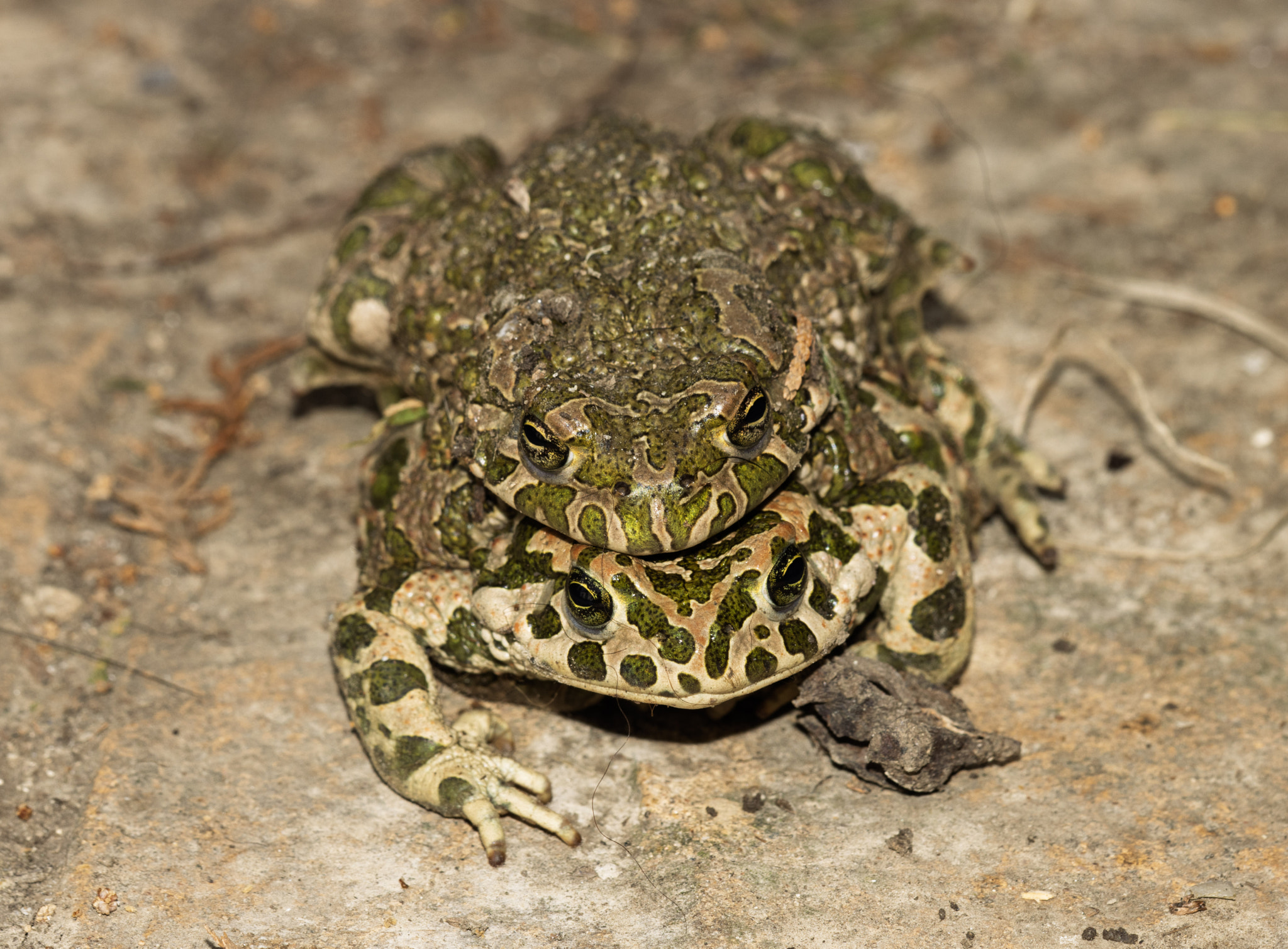 A pair of European Green Toads (Bufotes viridis) in amplexus