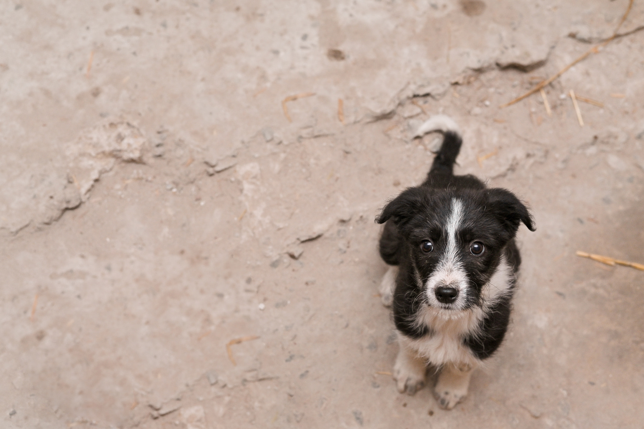 Portrait of a mongrel puppy in a shelter