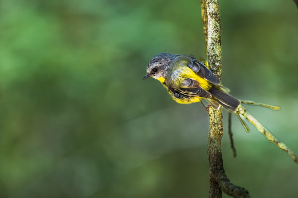 Yellow Robin 