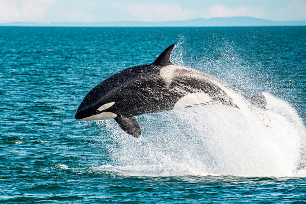 Hunting killer whale