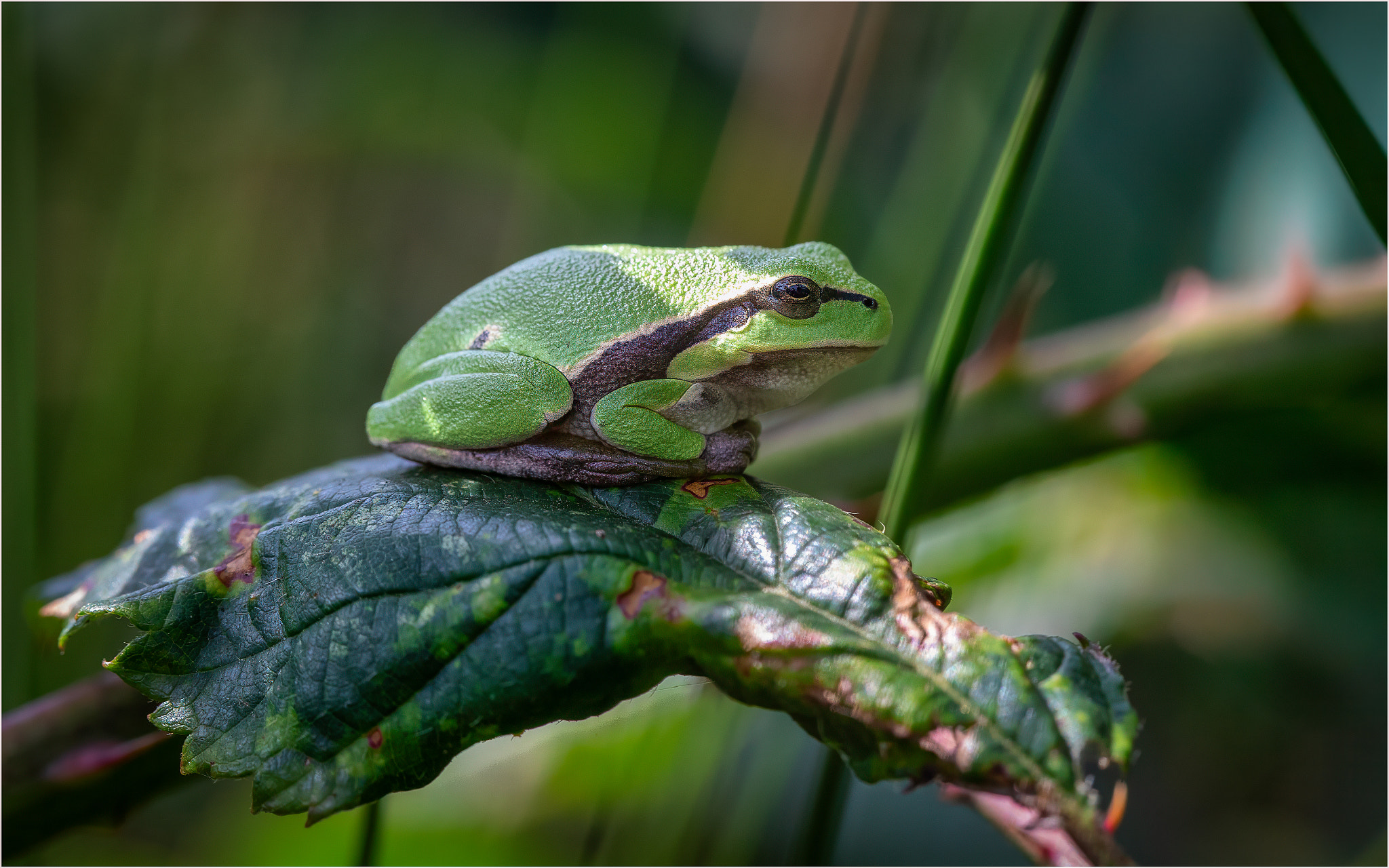 Green Tree Frog Resting on a Leaf | nature photo by Dirk Melis | 500px
