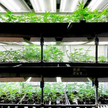 Cannabis Stecklinge kaufen