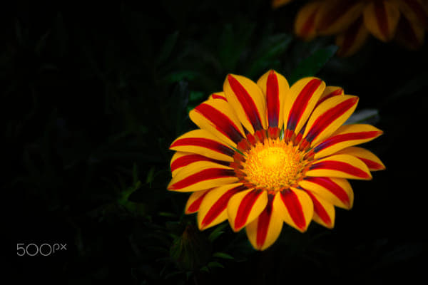 Gazania Sunshine by Mike Tomale on 500px.com