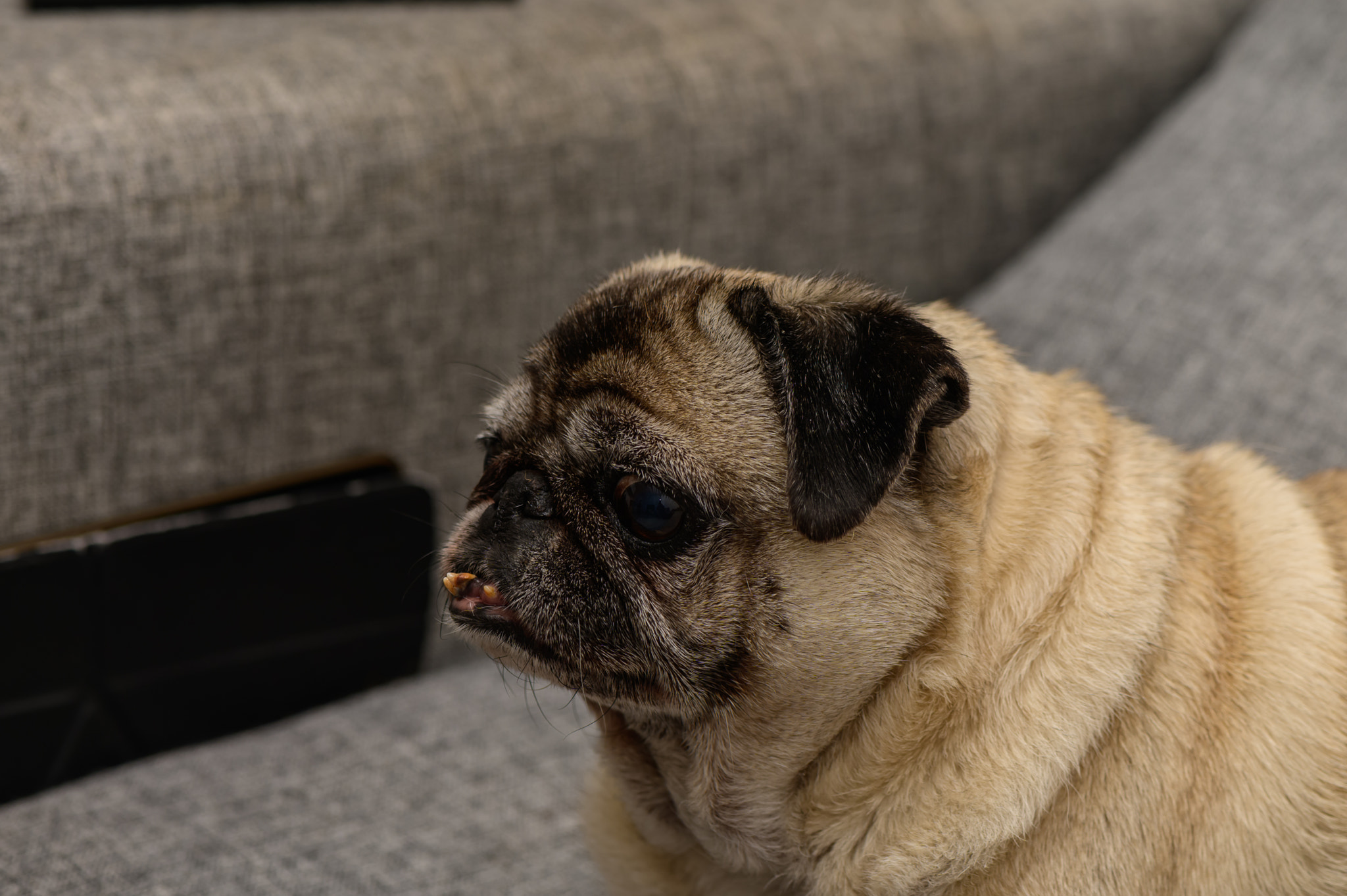 Old cute pug dog resting peacefully on a gray fabric sofa. Cozy and calm moment, perfect for themes 