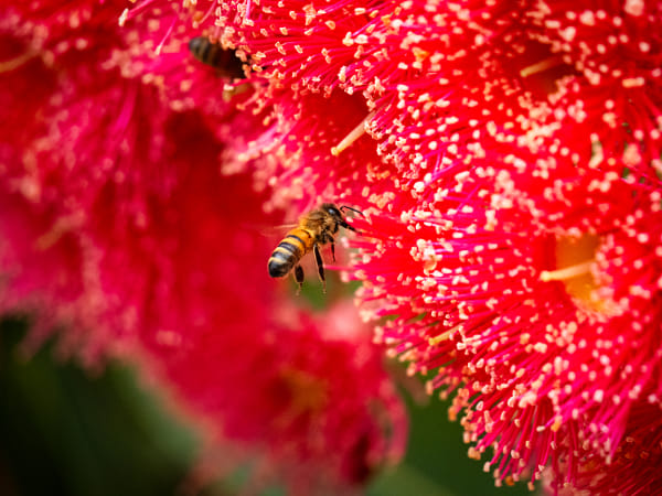 Honey Bee by Paul Amyes on 500px.com