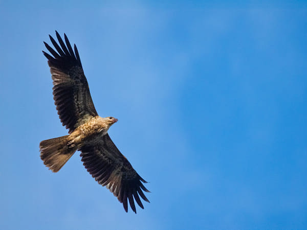 Djandoo by Paul Amyes on 500px.com