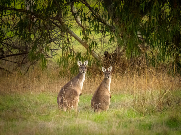 Yongka by Paul Amyes on 500px.com