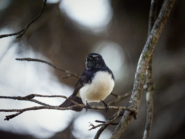 Djidi-djidi by Paul Amyes on 500px.com