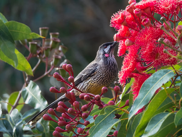 Djangkang by Paul Amyes on 500px.com