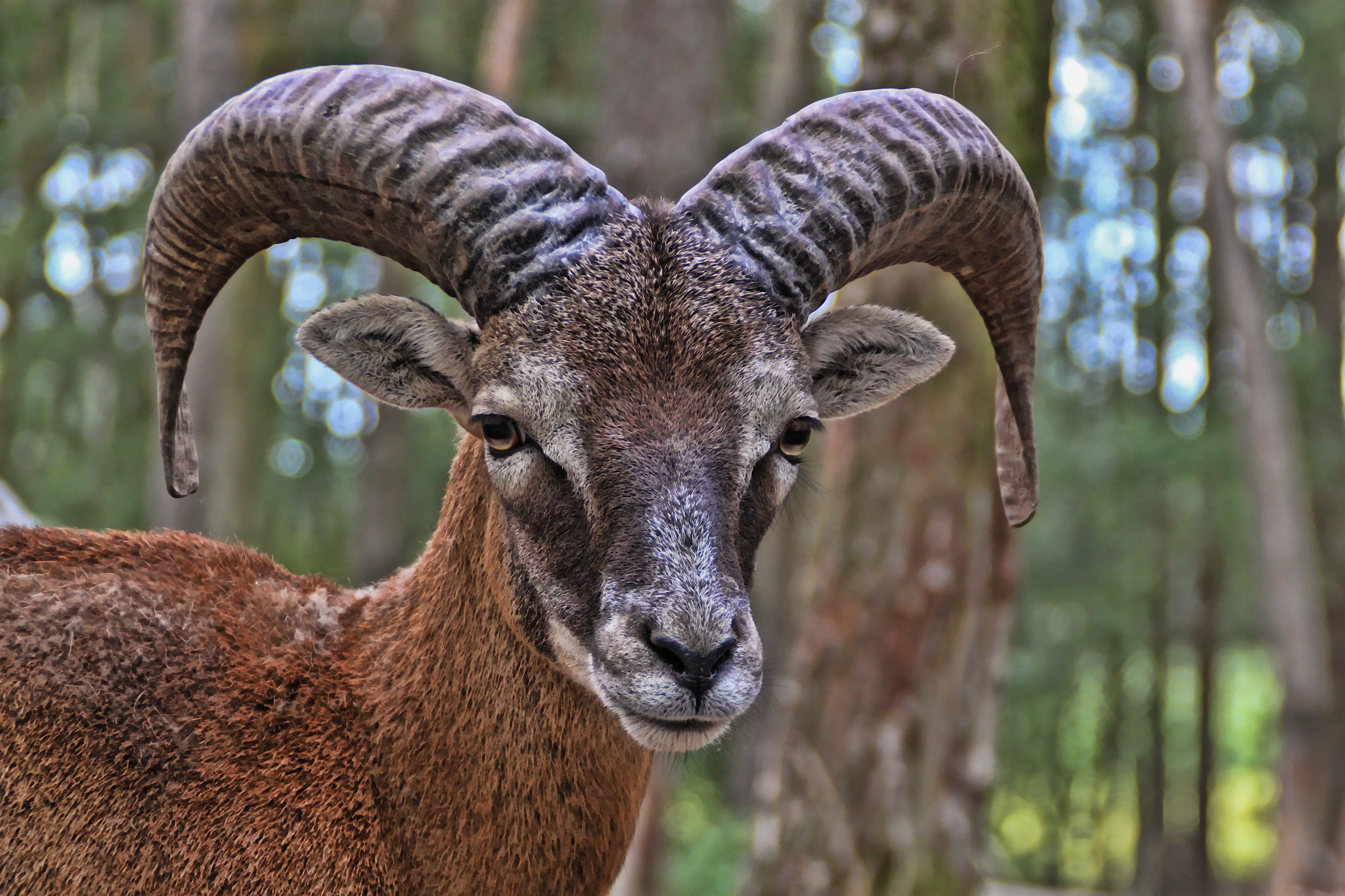 Mouflon Ram by Sandra Johnson - Photo 11127555 / 500px