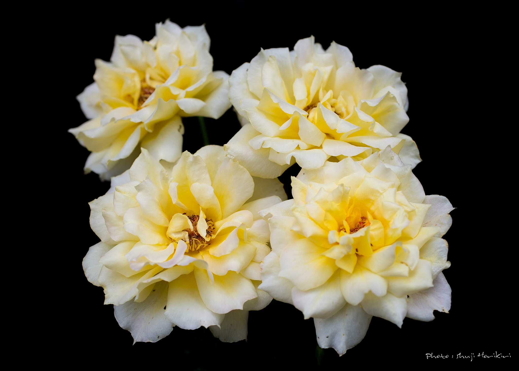 Yellow Roses 3