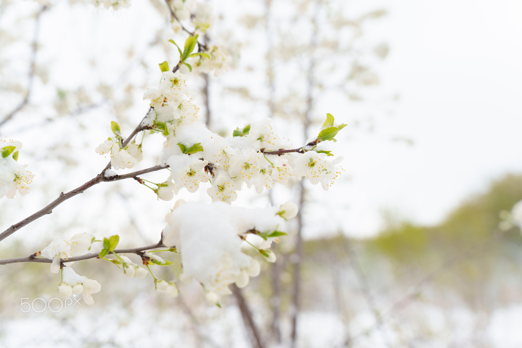Blooming Fruit Trees Under Spring Snow: Harvest Threatened by Unseasonable Weather Conditions