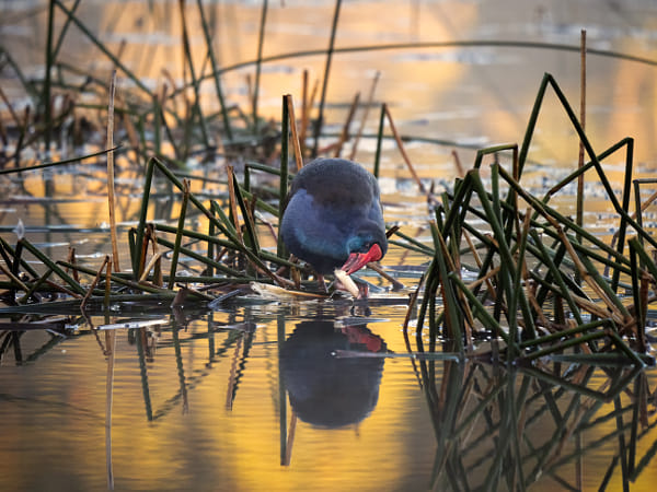 Kwirlam by Paul Amyes on 500px.com