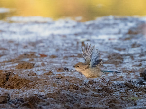 Djer-djer by Paul Amyes on 500px.com