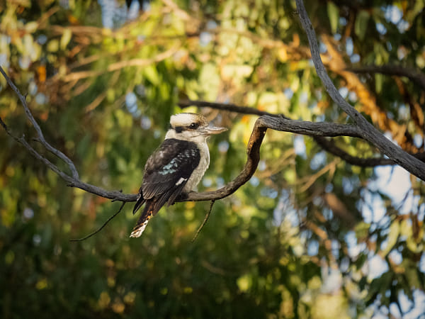 Kaa-kaa by Paul Amyes on 500px.com