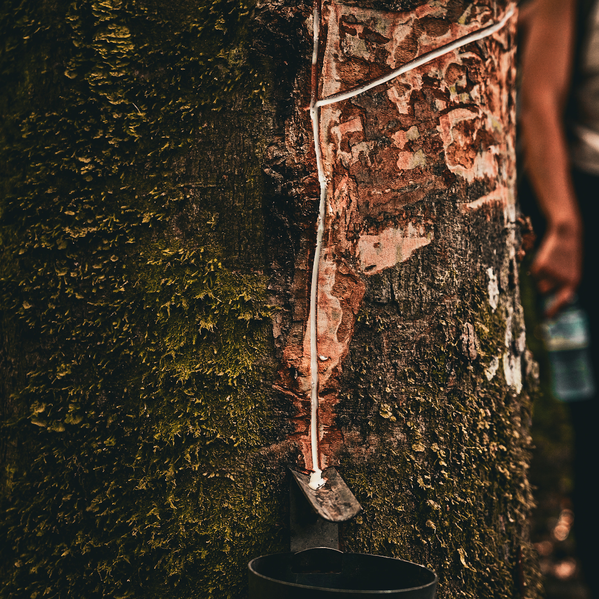 Close-up of rusty metal
