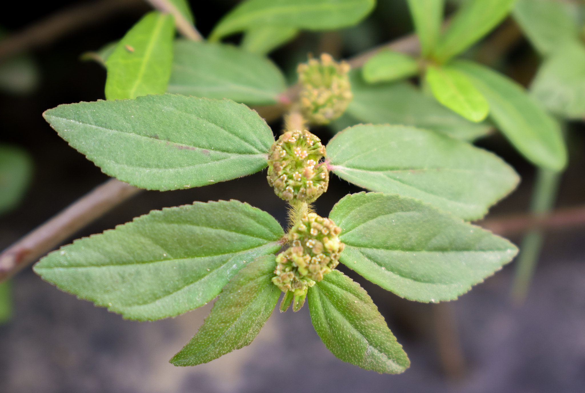 Patikan Kebo's Clustered Green Blooms
