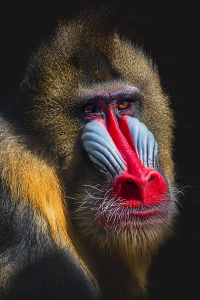 Mandril rýholící (Mandrillus sphinx) by Daniel Chlíbek on 500px.com