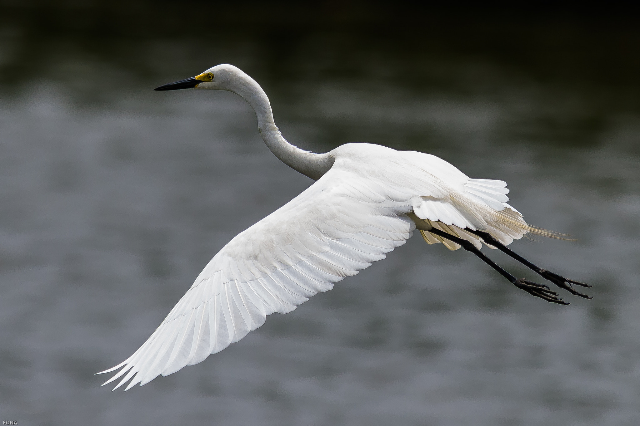 Nikon AF-S Nikkor 400mm F2.8G ED VR II sample photo. Sagi 2015/6/8 photography