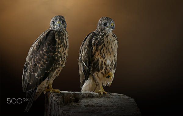 Two young Buzzards ! by JHanna . | 500px