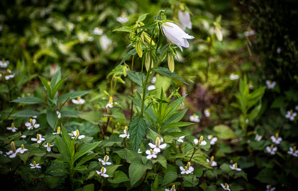 bellflower in the thicket of fish worts by Naoto Sasada | 500px