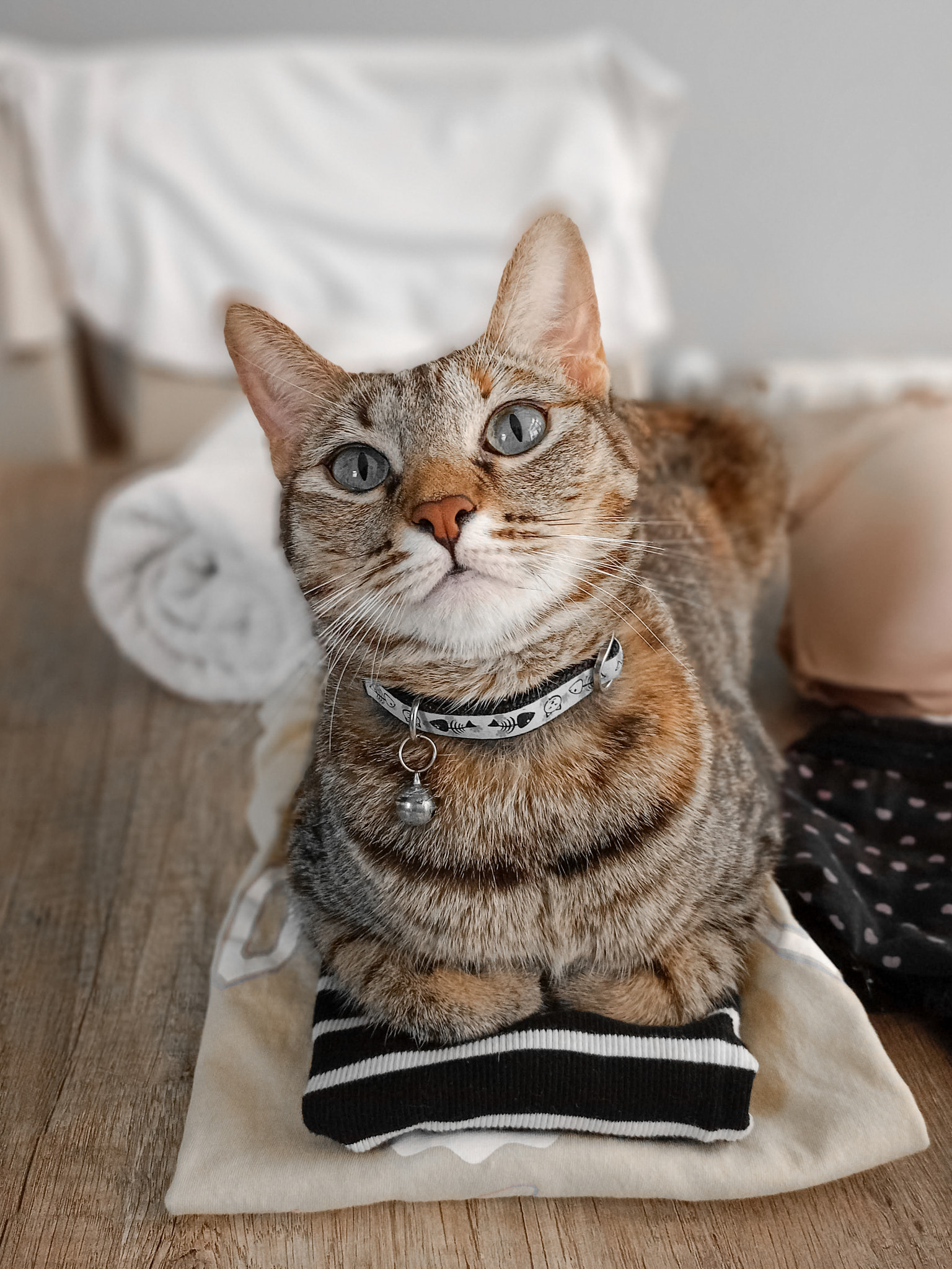 Close-up portrait of cat sitting on floor