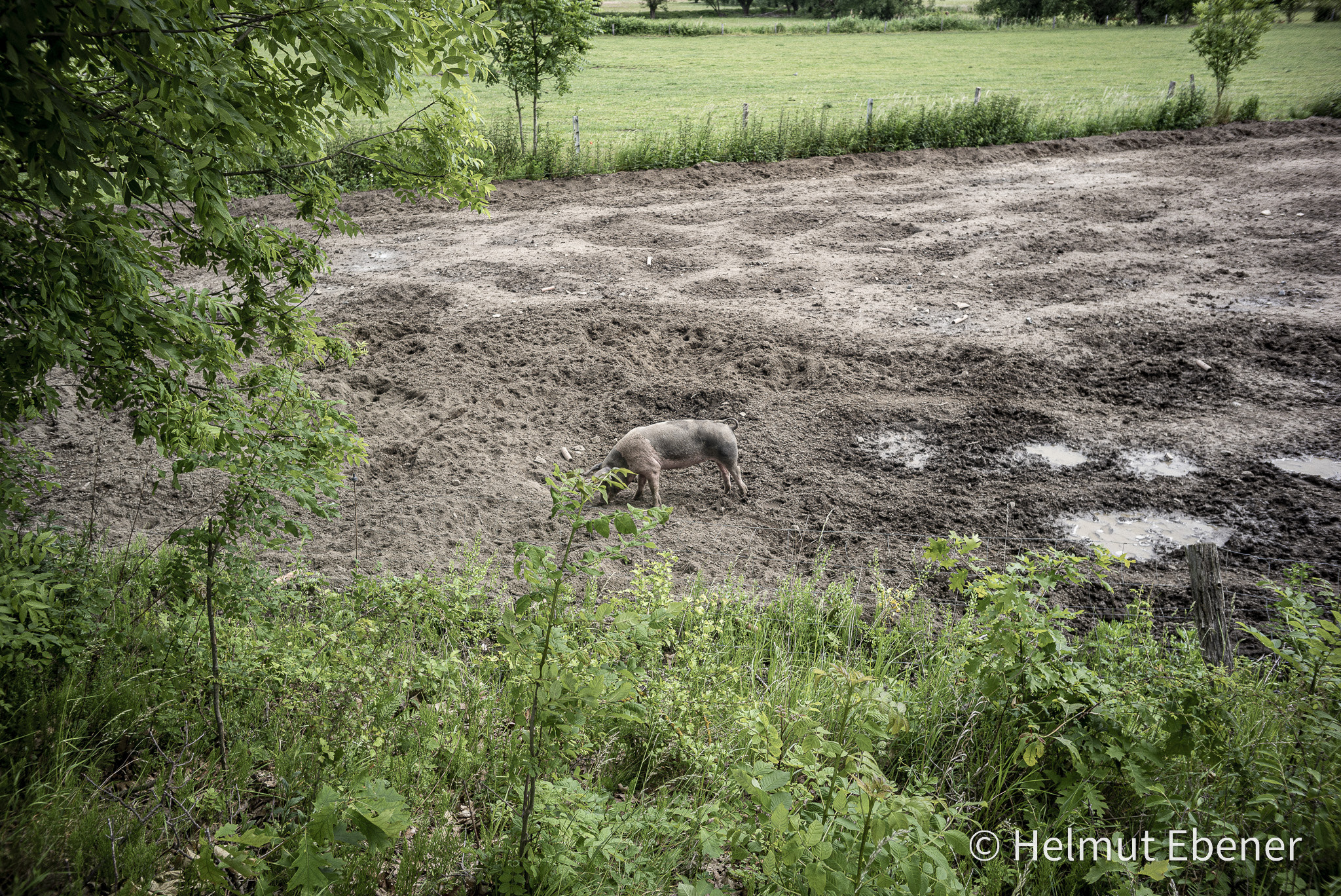 Braunschweig-Watenbüttel, Schwein