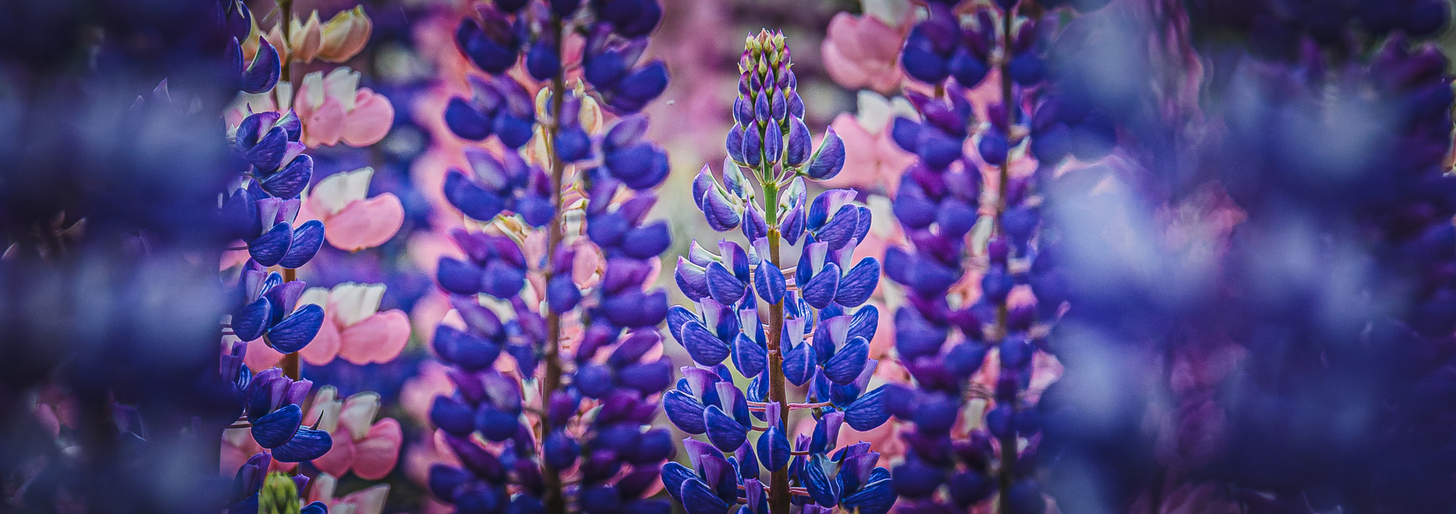 Lupine