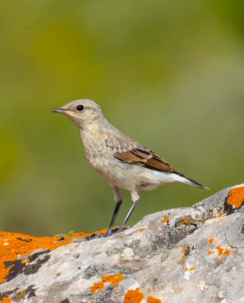 juvenile-northern-wheatear-by-mert-ahin-500px