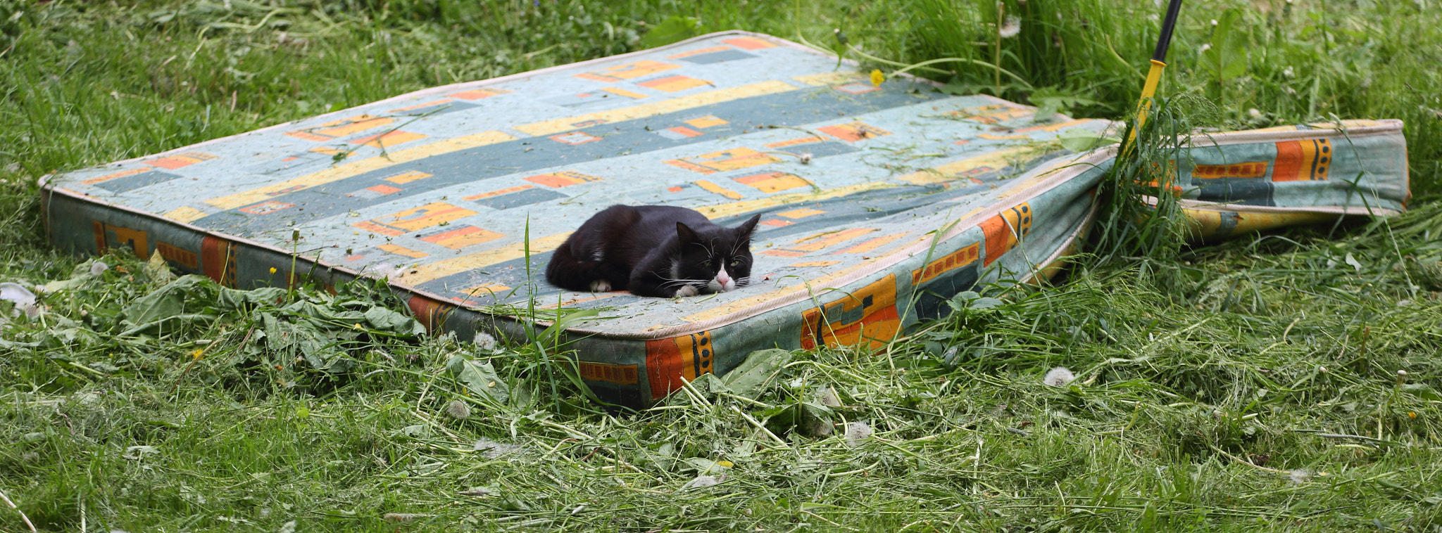 Black cat is resting
