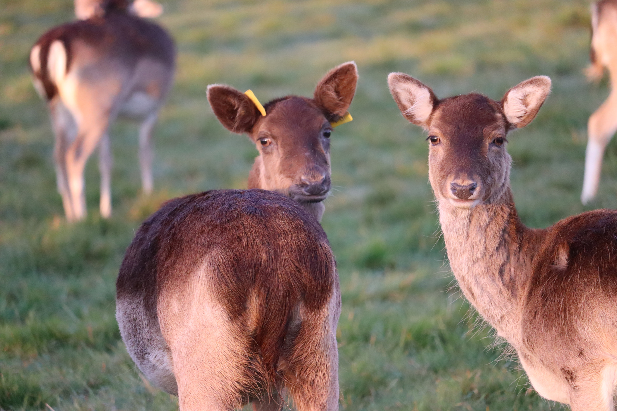 Deers in Phoenix Park in Dublin
