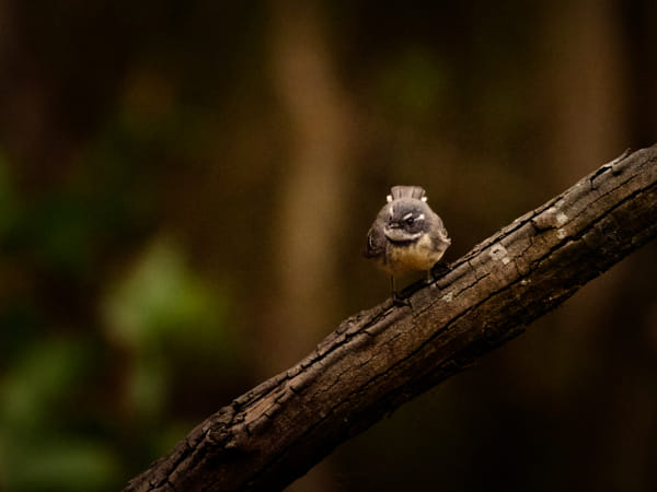 Kadjinak by Paul Amyes on 500px.com