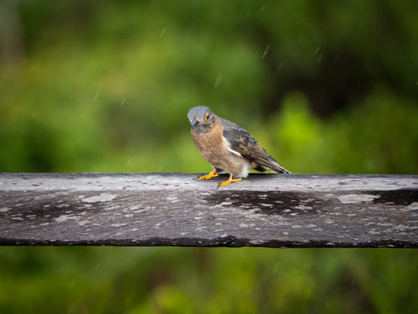 Djoolar by Paul Amyes on 500px.com