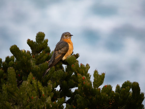 Djoolar by Paul Amyes on 500px.com