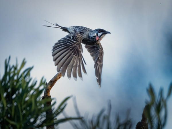 Djangkang by Paul Amyes on 500px.com