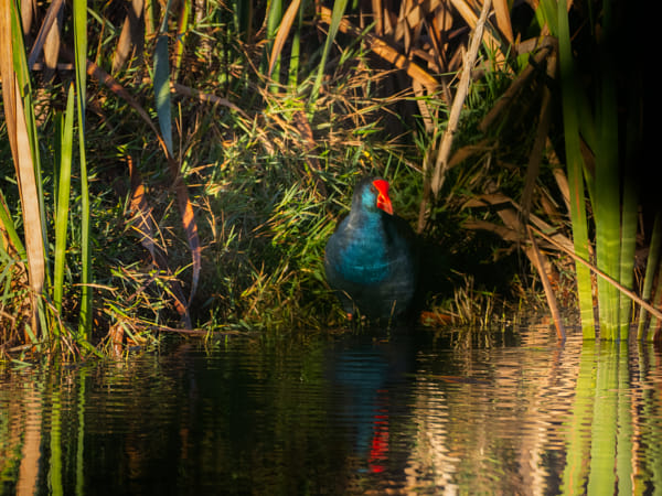 Kwirlam by Paul Amyes on 500px.com