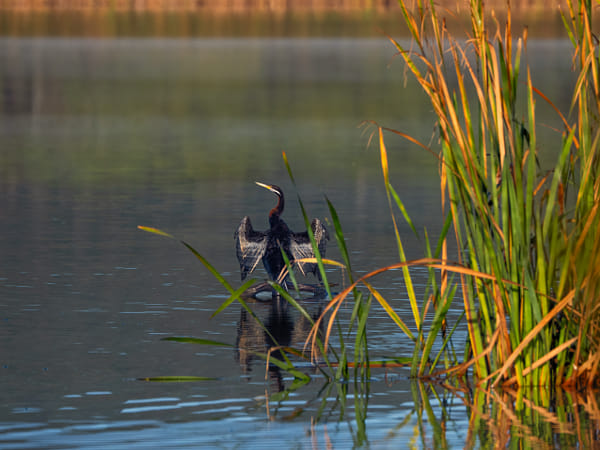 Mimal by Paul Amyes on 500px.com