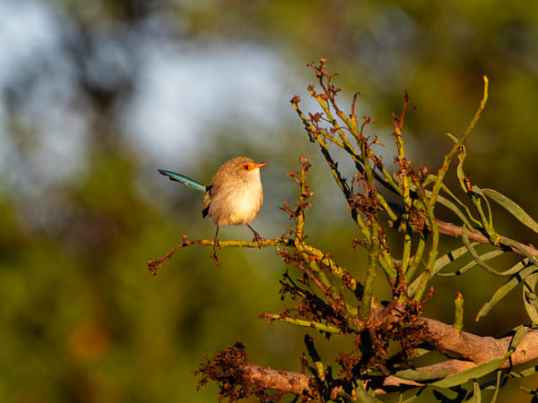 Djer-djer by Paul Amyes on 500px.com