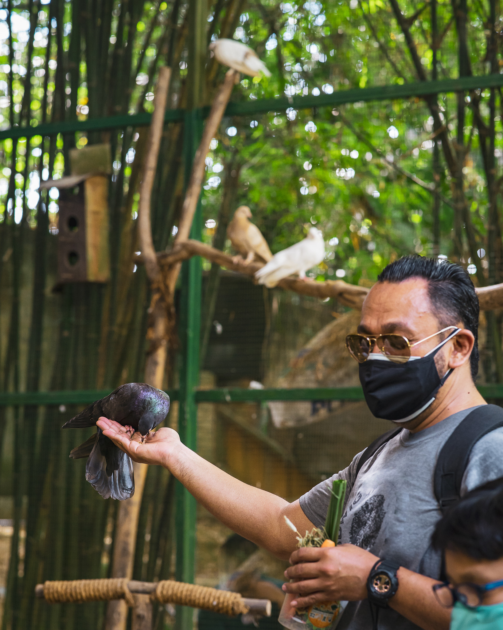 Pigeon eating from the hand of a man.