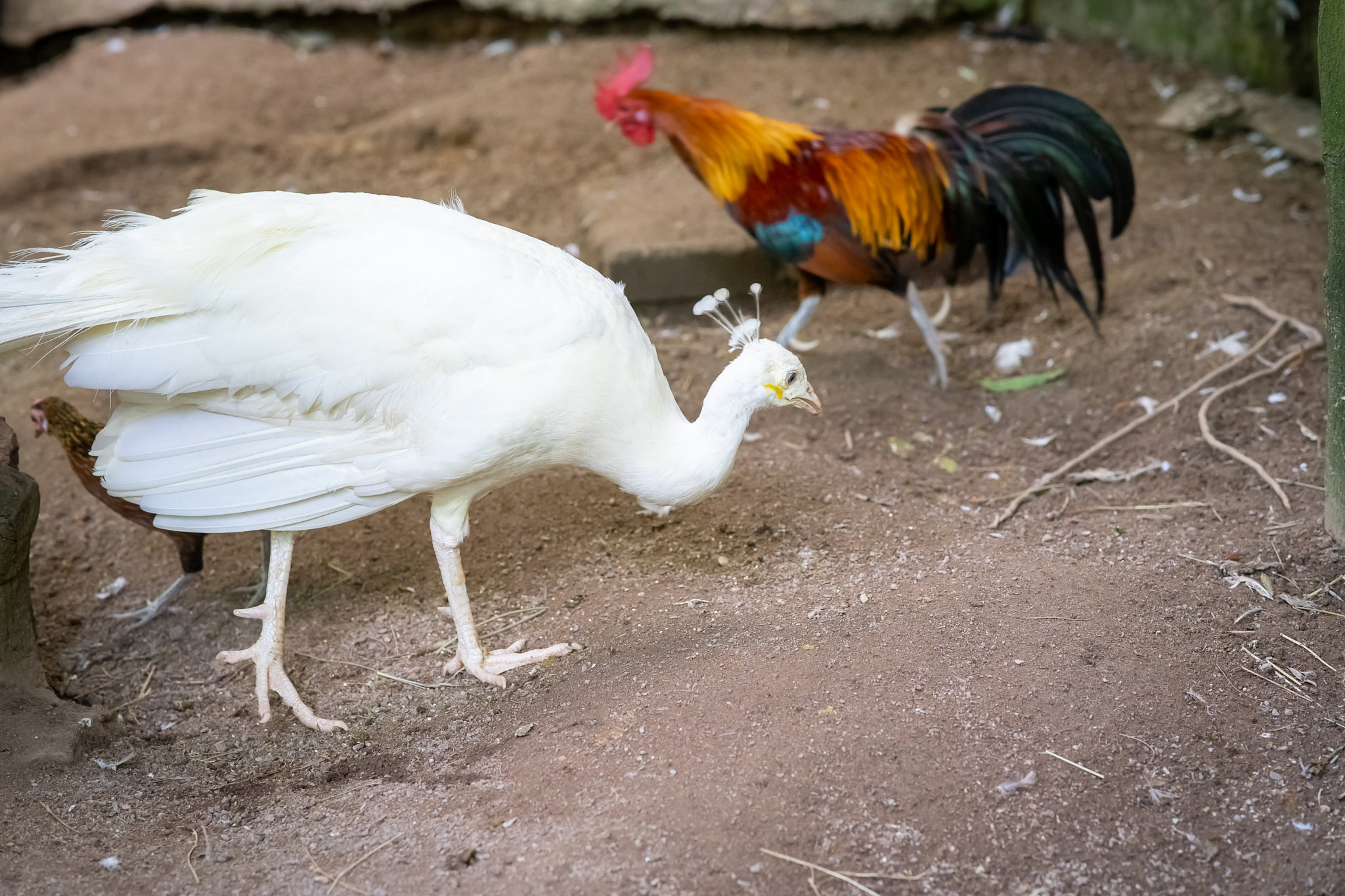 White Indian Peacock carrying its Beautiful Long Tail in the Garden