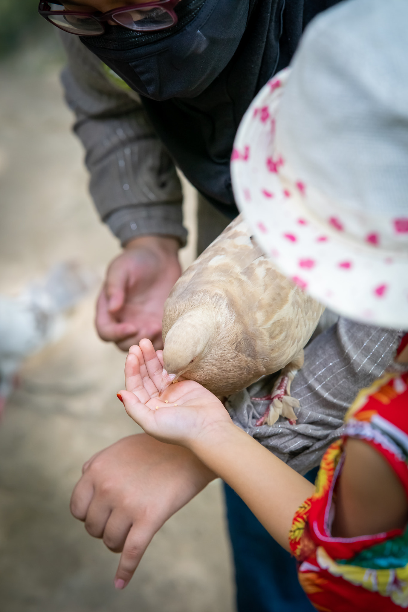Pigeon eating from the hand of a child.