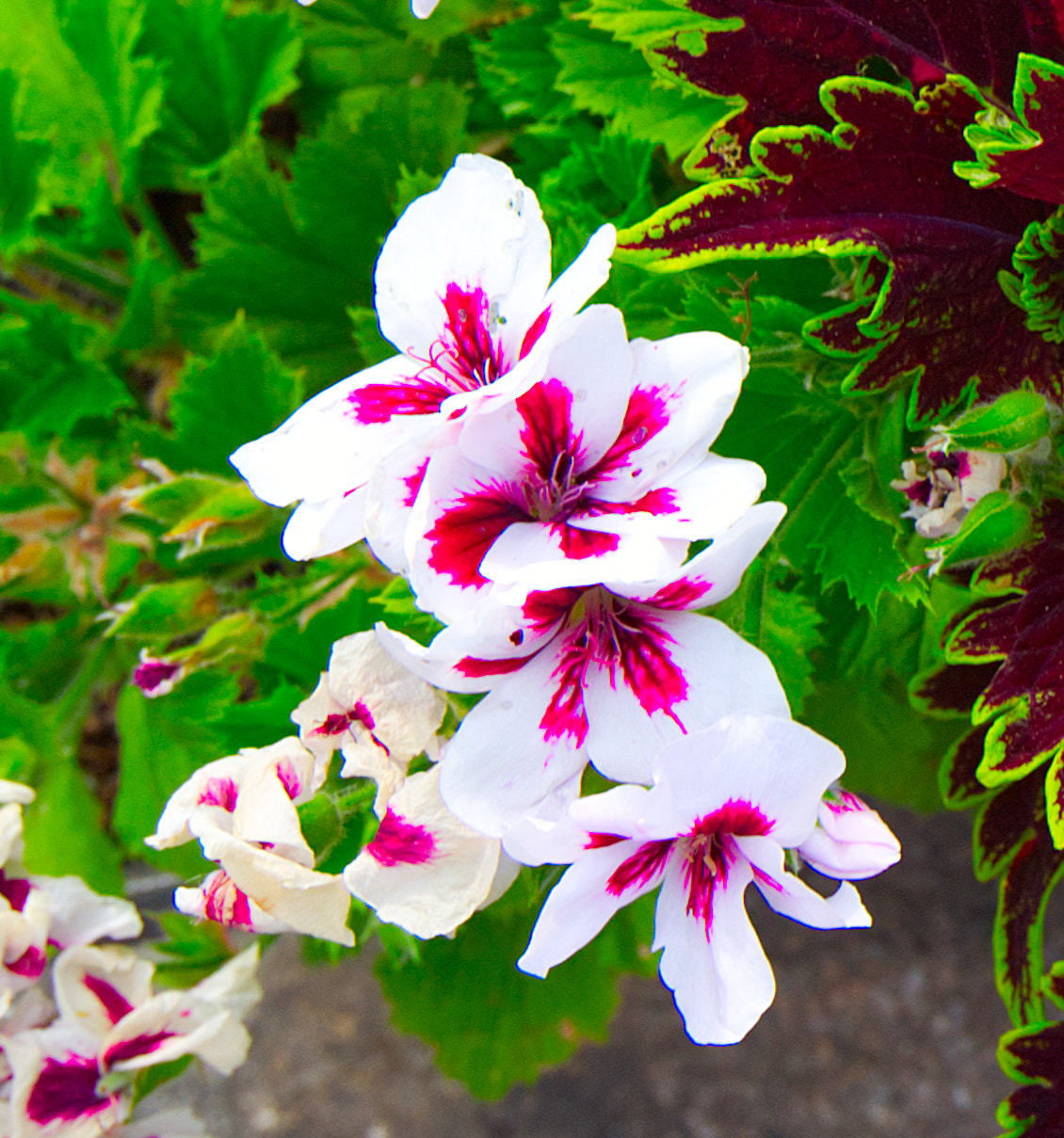 PELARGONIO