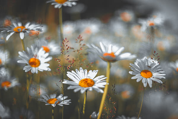 Shot on Canon EOS RP  by Mark Ulman on 500px.com