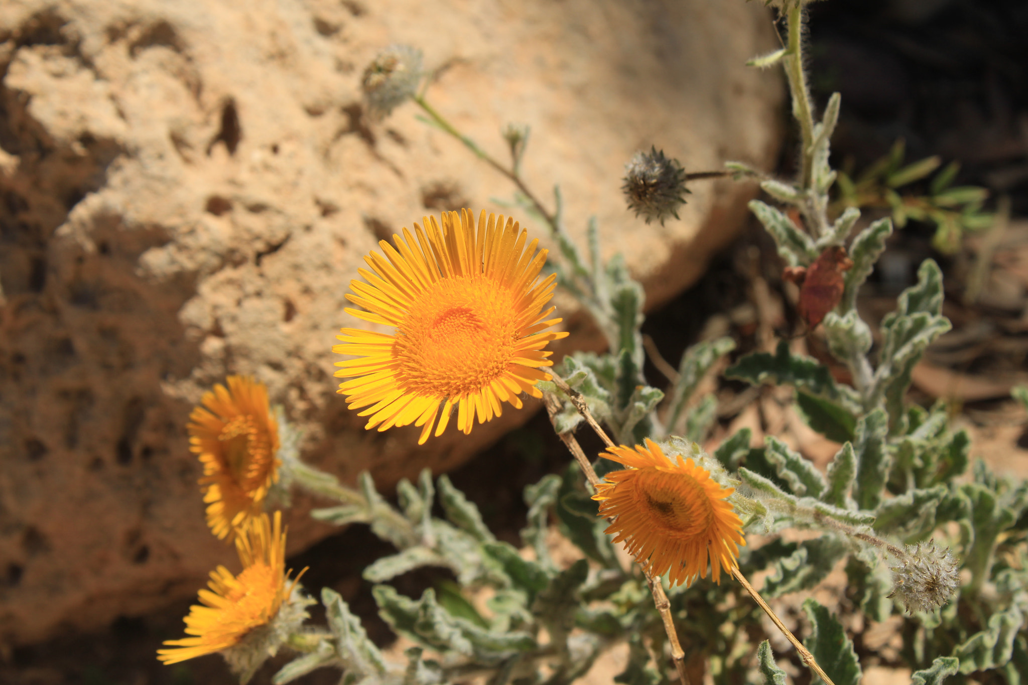 Mauritanian Fleabane, Pulicaire de Mauritanie - Pulicaria mauritanica - Asteraceae