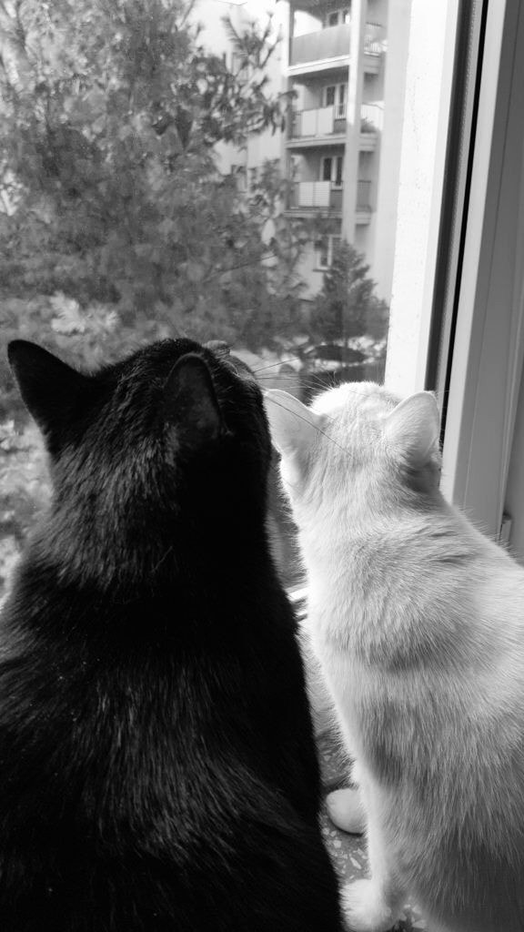 the cat is enjoying the view
