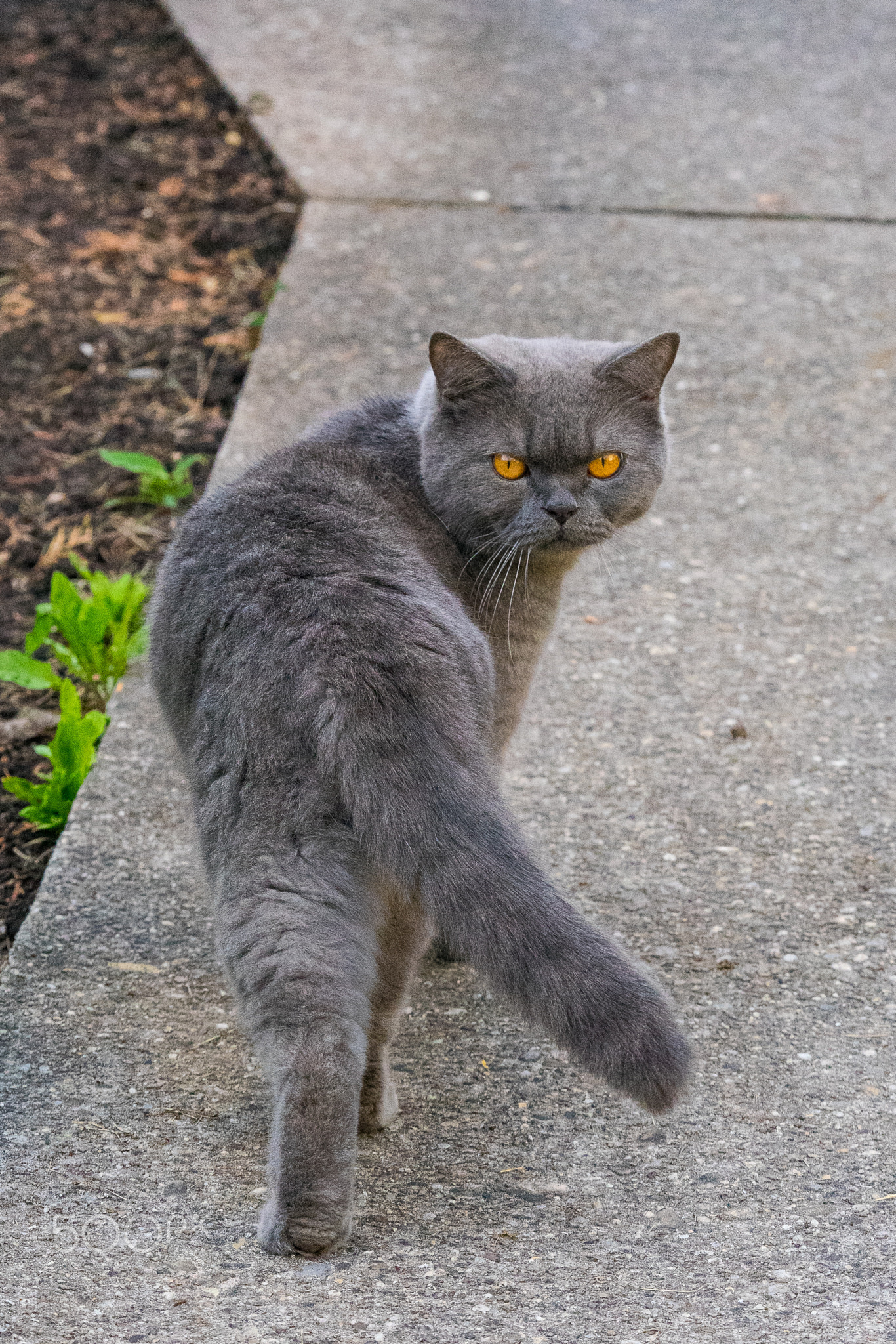 Grey British Shorthair cat