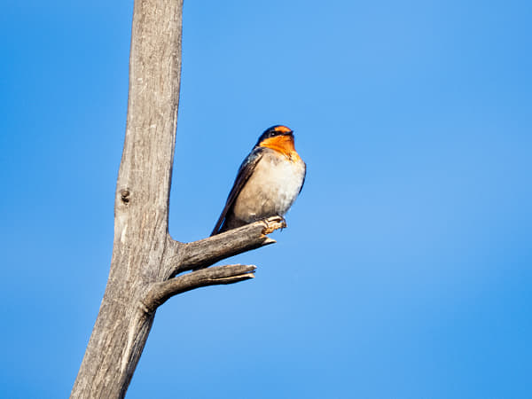 Kanamit by Paul Amyes on 500px.com