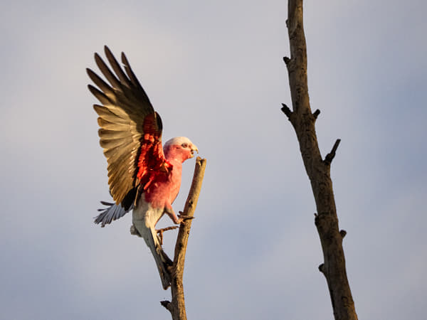 Djakal-ngakal by Paul Amyes on 500px.com