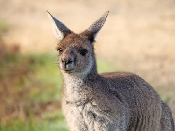 Yongka by Paul Amyes on 500px.com